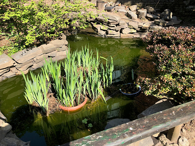 Koi Pond at the Botanic Garden on East 6th Street, Alphabet City, NY.
